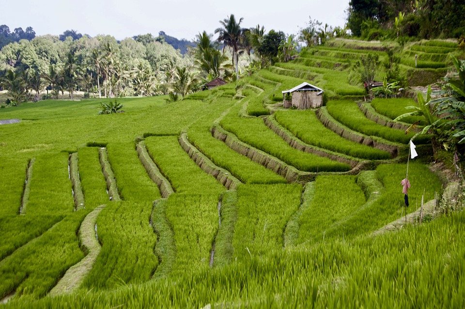 rice-field
